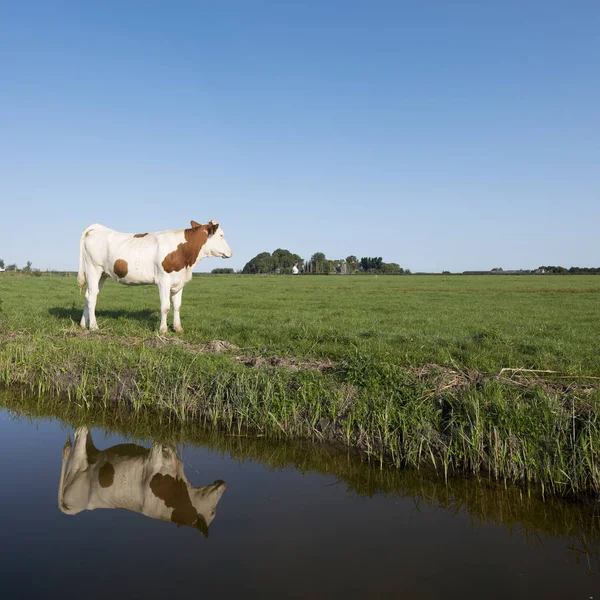Młody czerwony i biały krowa holstein zielonej łące odzwierciedlenie w holenderskich kanałach — Zdjęcie stockowe
