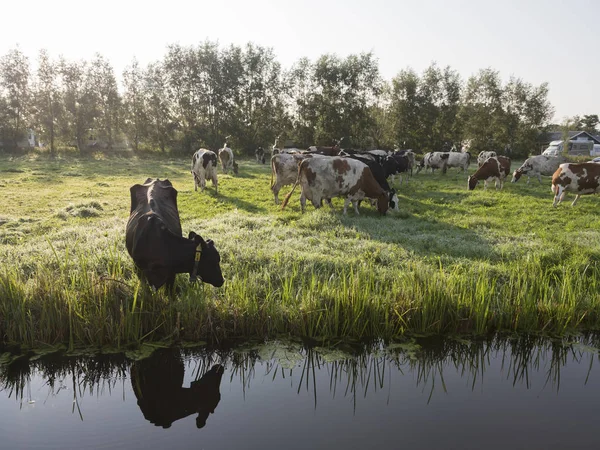 Vacas holandesas no prado da manhã perto do canal nas terras baixas — Fotografia de Stock