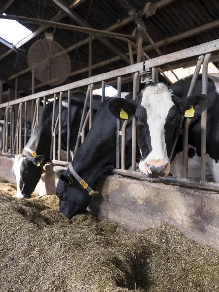 Siyah ve beyaz benekli holstein inek Hollanda'da Hollandalı çiftlikte ahır içinde beslemek — Stok fotoğraf