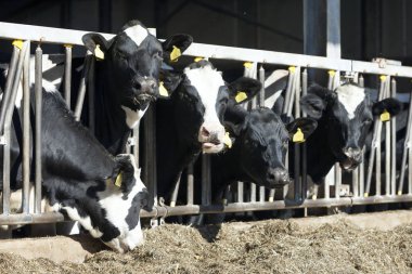 siyah ve beyaz benekli holstein inek Hollanda'da Hollandalı çiftlikte yarım açık ahırda besleme