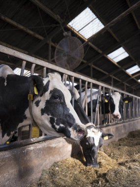 siyah ve beyaz benekli holstein inek Hollanda'da Hollandalı çiftlikte ahır içinde beslemek