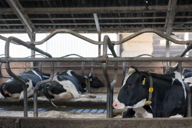 holstein inek Hollanda'da Hollandalı çiftlikte ahır içinde siyah ve beyaz benekli