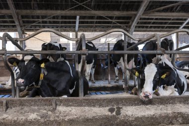 siyah ve beyaz benekli holstein inek Hollanda'da Hollandalı çiftlikte ahır içinde beslemek