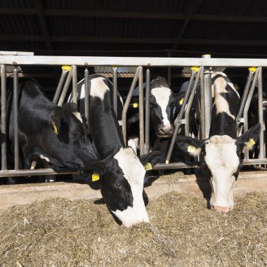siyah ve beyaz benekli holstein inek Hollanda'da Hollandalı çiftlikte yarım açık ahırda besleme