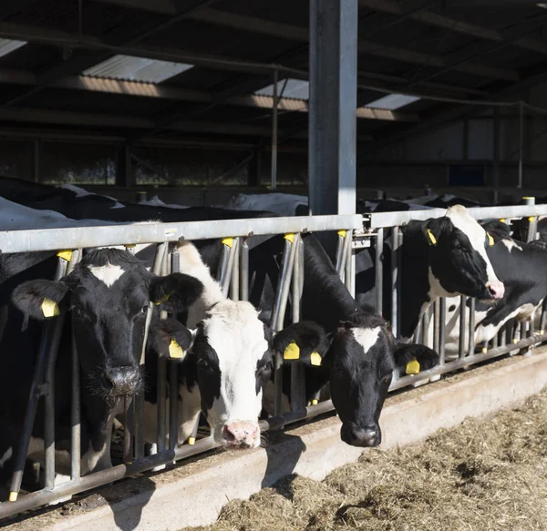 Vacas holstein manchadas en blanco y negro se alimentan en granero medio abierto en la granja holandesa en Holanda — Foto de Stock