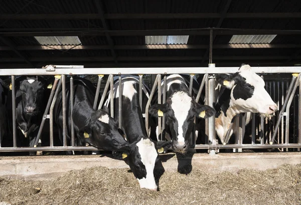 Des vaches Holstein tachetées noires et blanches se nourrissent dans une grange semi-ouverte de la ferme hollandaise de Holland — Photo