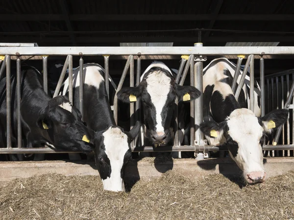 Черно-белые пятнистые гольштейнские коровы кормятся в наполовину открытом сарае на голландской ферме — стоковое фото