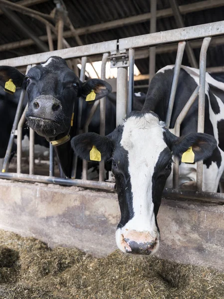 Black and white spotted holstein cows feed inside barn on dutch farm in holland — Stock Photo, Image