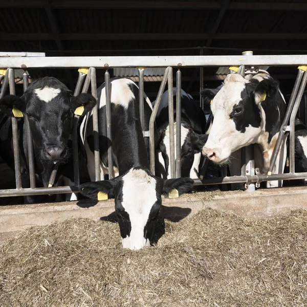 在荷兰农场, 黑白斑点黑白相间的荷斯坦奶牛在半开放的谷仓里觅食 — 图库照片