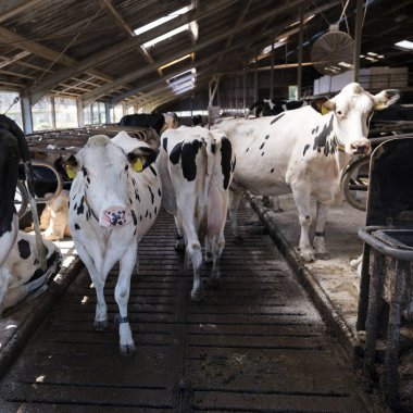 meraklı siyah beyaz holstein inek Hollanda'da Hollandalı çiftlikte ahır içinde