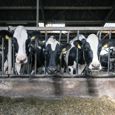 siyah ve beyaz holstein inek Hollanda'da Hollandalı çiftlikte ahır içinde beslemek