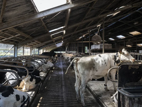 Zvědavý a černé krávy holstein uvnitř stodoly na Holandské farmě v Holandsku — Stock fotografie