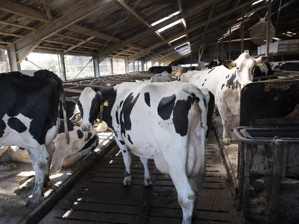 Meraklı siyah beyaz holstein inek Hollanda'da Hollandalı çiftlikte ahır içinde — Stok fotoğraf