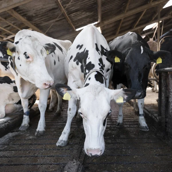 Meraklı siyah beyaz holstein inek Hollanda'da Hollandalı çiftlikte ahır içinde — Stok fotoğraf