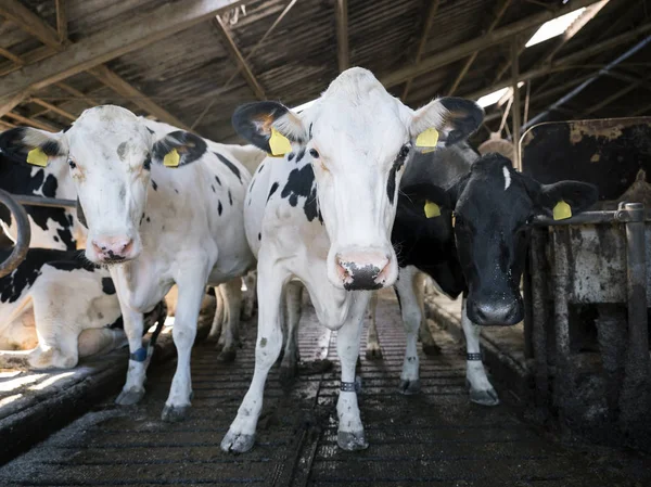 Meraklı siyah beyaz holstein inek Hollanda'da Hollandalı çiftlikte ahır içinde — Stok fotoğraf