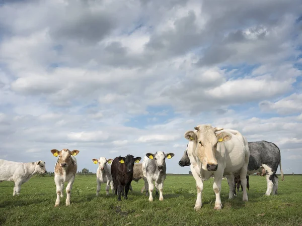 Green meadow with meat cows and calves in the netherlands — Stock Photo, Image