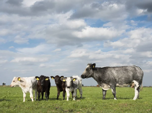 Green meadow with meat cows and calves in the netherlands — Stock Photo, Image