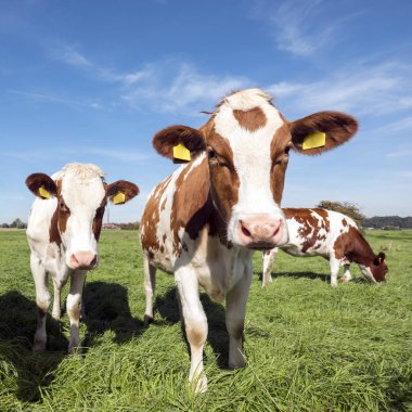 Genç kırmızı ve beyaz holstein inek Hollanda'da güneşli mavi gökyüzü altında yeşil çimenli çayırda