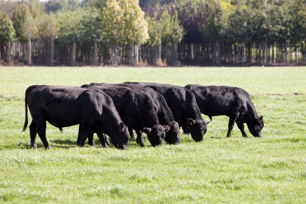 Black bulls graze in green meadow near tree nursery in holland — Stock Photo, Image