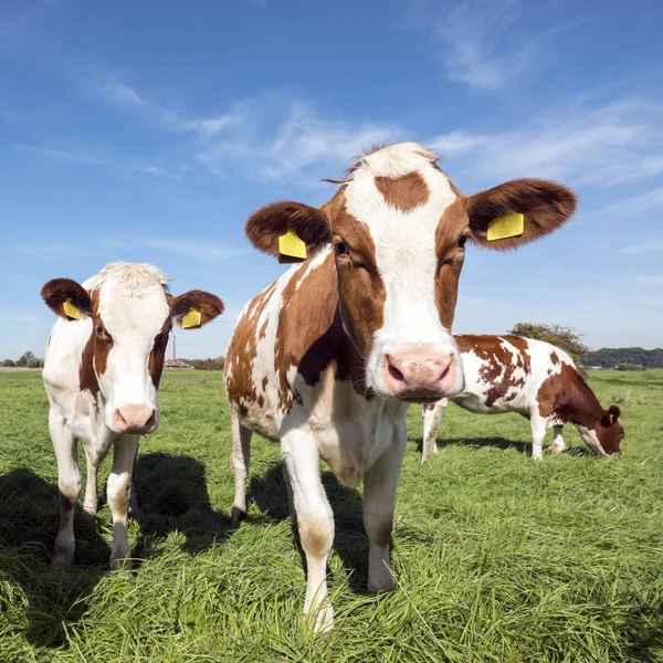 Young Red White Holstein Cows Green Grassy Meadow Blue Sky — Stock Photo, Image