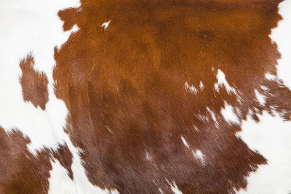 Red and white part of hide on side of spotted cow — Stock Photo, Image