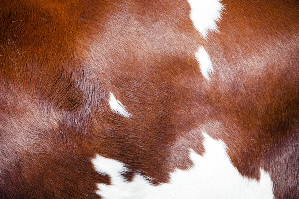 红色和白色的部分隐藏在斑点牛的一侧 — 图库照片