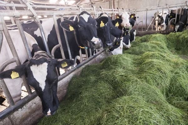Gevlekte zwarte holstein koeien feed van groen gras in schuur op Nederlandse boerderij in Nederland — Stockfoto