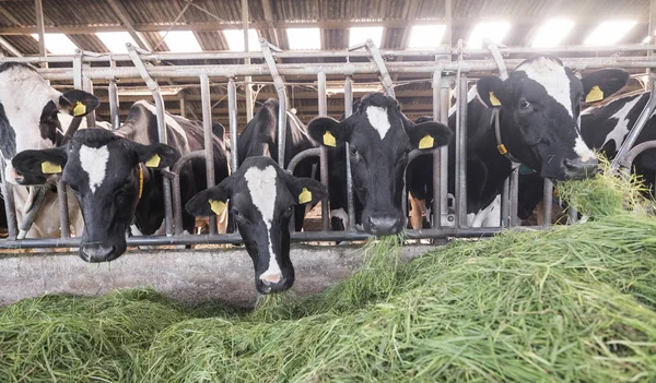 spotted black holstein cows feed from green grass inside barn on dutch farm in holland