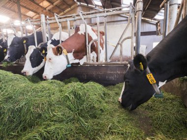 siyah benekli holstein inek üzerinden Hollanda'da Hollandalı çiftlikte ahır içinde yeşil çim besleme