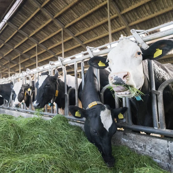 Siyah benekli holstein inek üzerinden Hollanda'da Hollandalı çiftlikte ahır içinde yeşil çim besleme — Stok fotoğraf