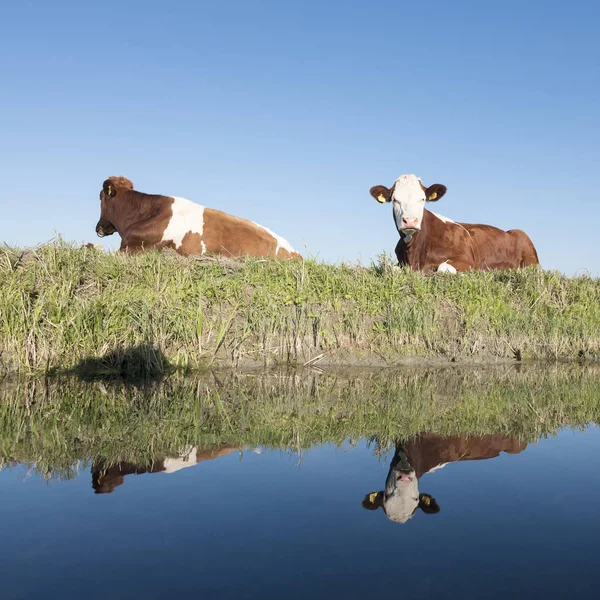 Rode en witte koeien rusten in groene weide met reflectie in blauw water van kanaal in Nederland — Stockfoto