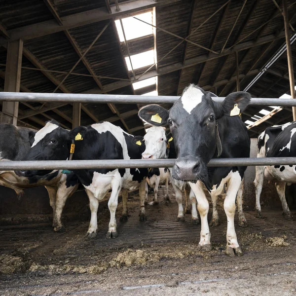 Černá a bílá kráva holstein spatřen uvnitř farma hole hlavy přes mříže na farmě v Holandsku — Stock fotografie