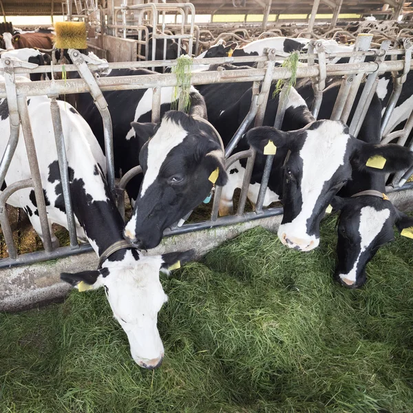 Gevlekte zwarte holstein koeien feed van groen gras in schuur op Nederlandse boerderij in Nederland — Stockfoto