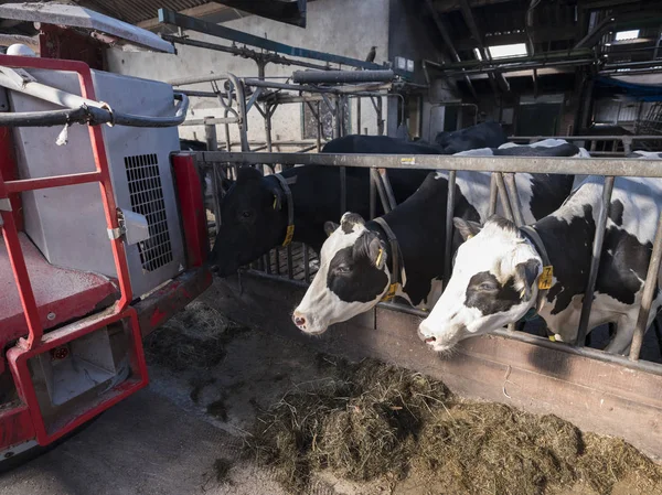 Big red feeding robot and black and white spotted cows in barn on dutch farm in holland — Stock Photo, Image