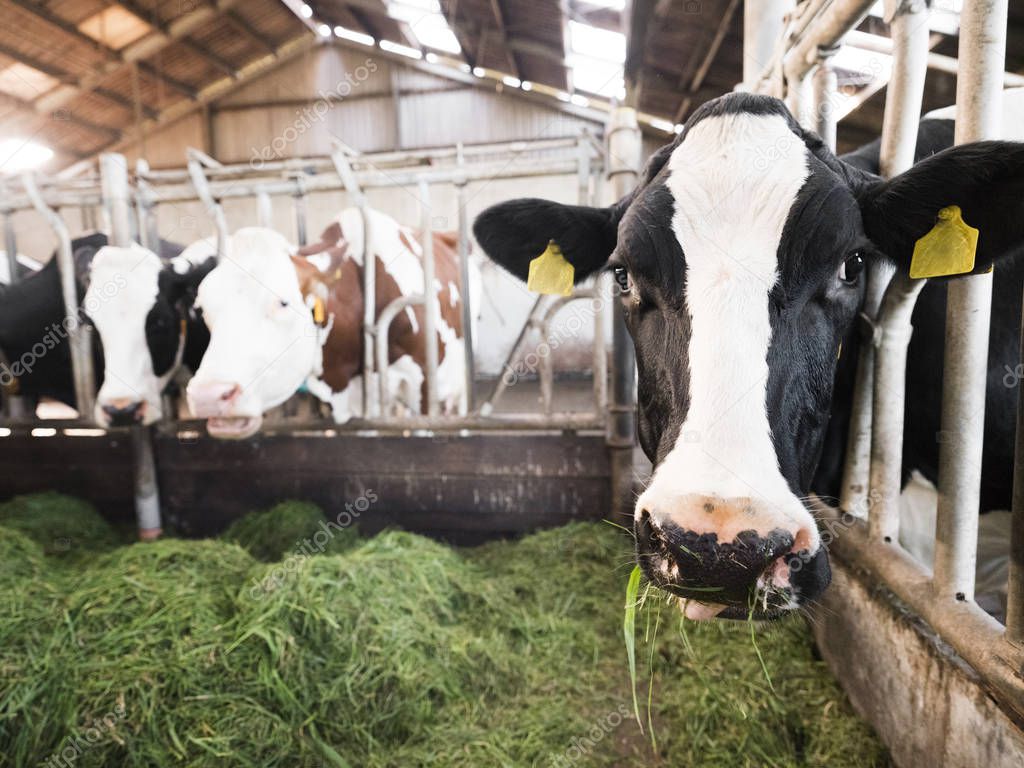 spotted black holstein cows feed from green grass inside barn on dutch farm in holland