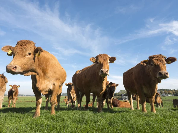 Limousin cows in green meadow under blue sky near Herwijnen in the netherlands — Stock Photo, Image