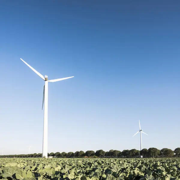 Зеленые капустные поля и ветряные турбины против голубого неба в голландской провинции Флеволанд — стоковое фото