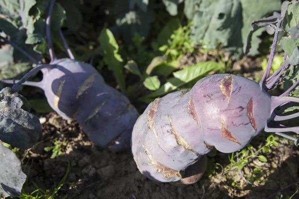 Purple kohlrabi in sunny garden ready for harvest — Stock Photo, Image