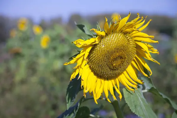 Sonnenblume und blauer Himmel mit anderen Sonnenblumen im Hintergrund — Stockfoto