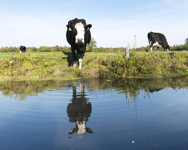 Zwarte koe met witte kop in weide weerspiegeld in water van de gracht — Stockfoto