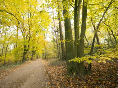 doorn ve driebergen Hollanda yakınındaki sonbahar manzara orman yolu