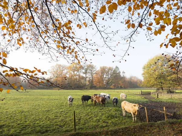 Prado verde con vacas de carne en el paisaje de otoño cerca de la ciudad holandesa de utrecht en los Países Bajos —  Fotos de Stock