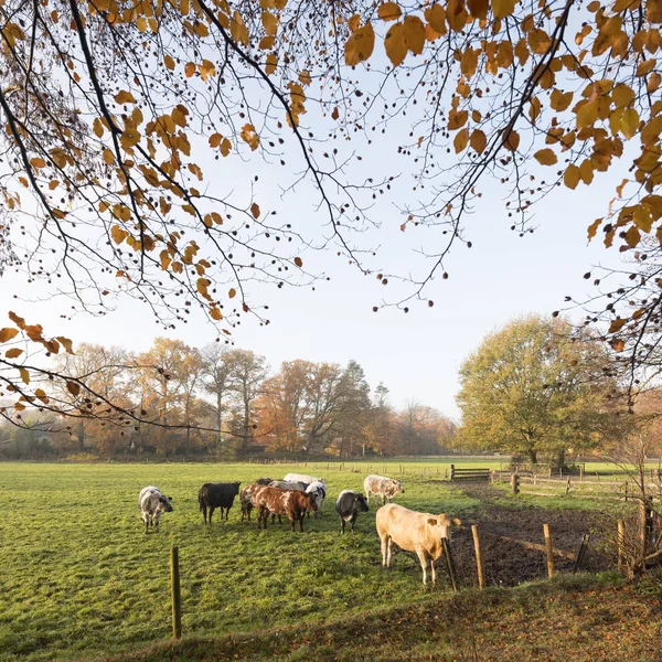 Prado verde con vacas de carne en el paisaje de otoño cerca de la ciudad holandesa de utrecht en los Países Bajos — Foto de Stock