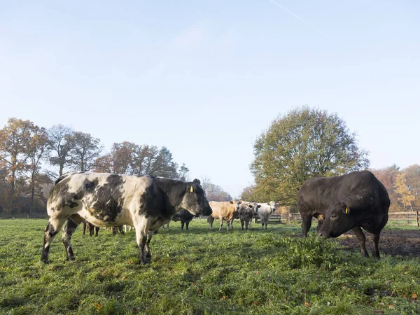 Zielona łąka z mięsa krów w jesień krajobraz w pobliżu holenderskiego miasta utrecht w Holandii — Zdjęcie stockowe