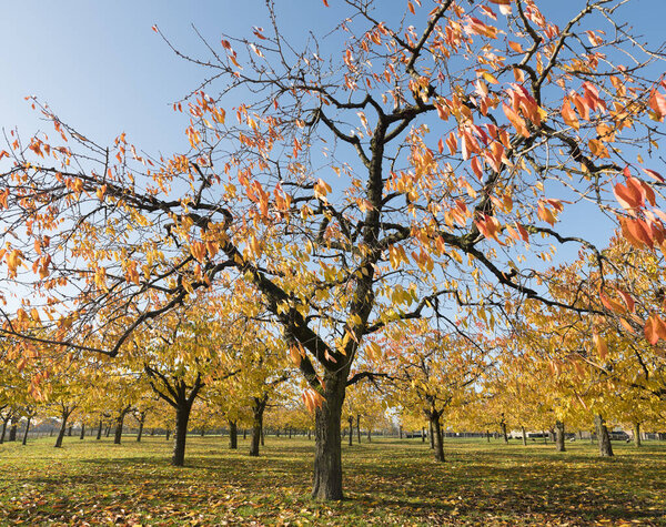красочные листья на вишневых деревьях в осеннем вишневом саду возле одика в провинции Утрехт в низинах
