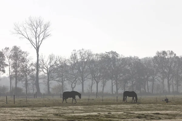 Dos caballos en la niebla de la mañana como silueta en el prado holandés con árboles en el fondo — Foto de Stock