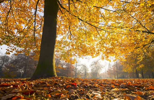 Hollanda öğleden sonra güneş ışığına karşı sonbaharda kayın ağacının renkli yaprakları