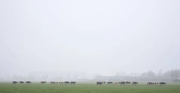 Long row of black and white cows in holland walk towards meadow — Stock Photo, Image