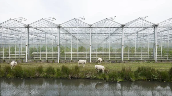 Sheep graze in front of greenhouses in the netherlands near utrecht on overcast day — Stock Photo, Image