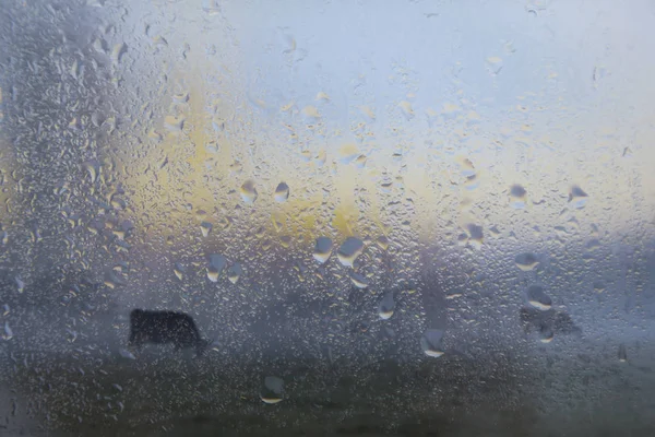 Krople deszczu na szybie samochodu i sylwetka Czarna krowa — Zdjęcie stockowe